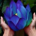 蓝睡莲Blue Lotus
